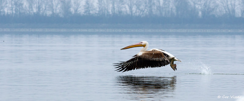 Dalmatian pelican / Kroeskoppelikaan