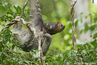 Three-toed Sloth / Drieteen Luiaard