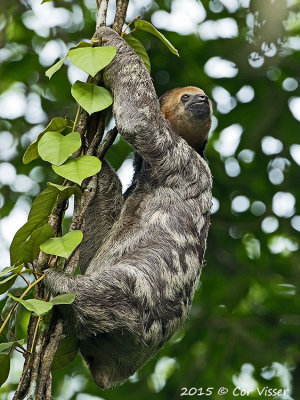 Three-toed Sloth / Drieteen Luiaard