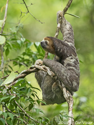Three-toed Sloth / Drieteen Luiaard