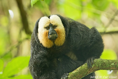 White-faced Saki / Witgezichtsaki