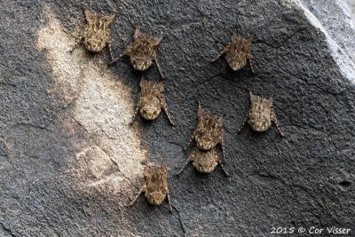 Bats / Vleermuizen