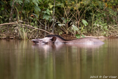 Brasilian Tapir / Tapir
