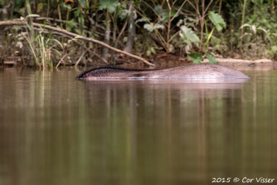 Brasilian Tapir / Tapir