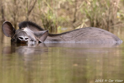 Brasilian Tapir / Tapir