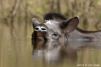 Brasilian Tapir / Tapir
