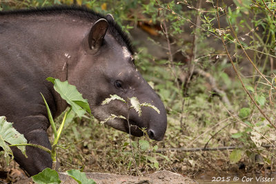 Brasilian Tapir / Tapir