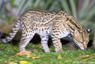Ocelot / Ocelot