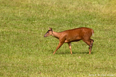 Red Brocket Deer / Rood Spieshert