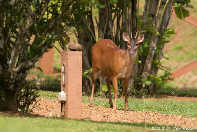 Red Brocket Deer / Rood Spieshert