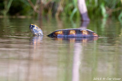 Turtle / Schildpad