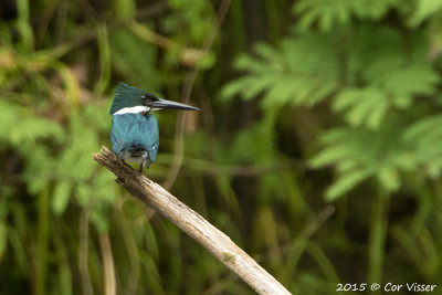 Amazon-Kingfisher.jpg