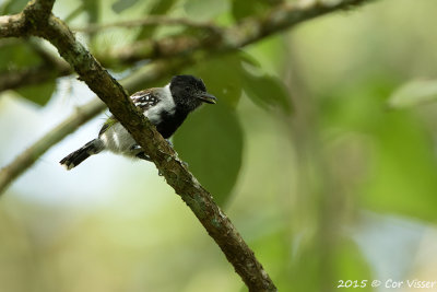 Black-crested-Antshrike.jpg