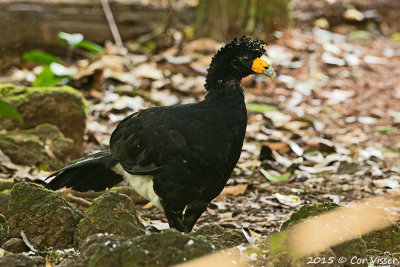 Black-Curassow.jpg