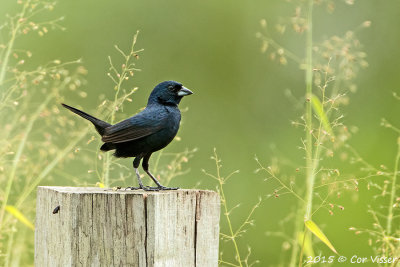 Blue-black-Grassqiut.jpg