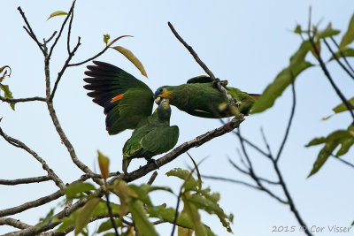 Brown-throated-Parakeet.jpg