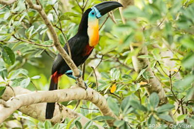 Channel-billed-Toucan.jpg