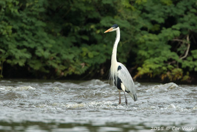 Cocoin-Heron.jpg
