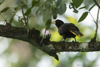 Crested-Oropendola.jpg