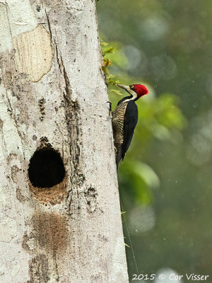 Crimson-crested-Woodpecker.jpg
