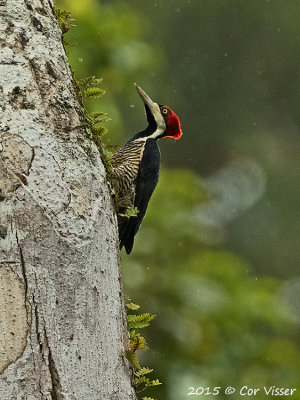 Crimson-crested-Woodpecker-1.jpg