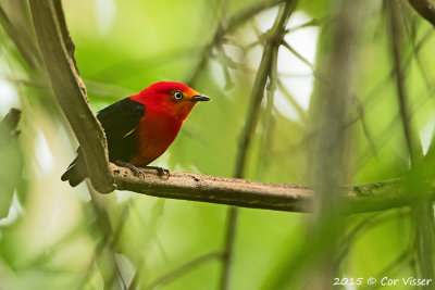 Crimson-hooded-Manakin.jpg