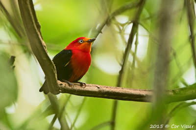 Crimson-hooded-Manakin-2.jpg