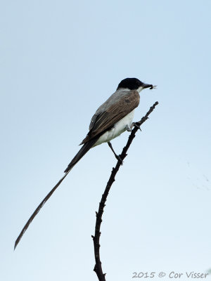 Fork-tailed-Flycatcher.jpg