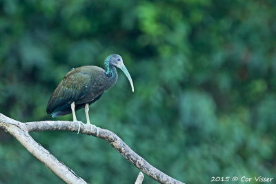Geen-Ibis.jpg