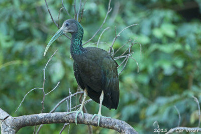Geen-Ibis-1.jpg