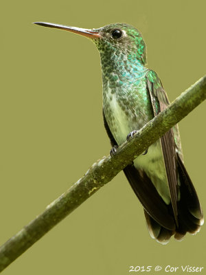 Glittering-throated Emerald.jpg