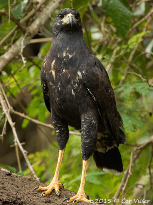 Great-Black-Hawk.jpg