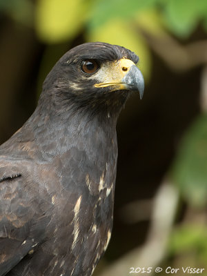 Great-Black-Hawk-1.jpg