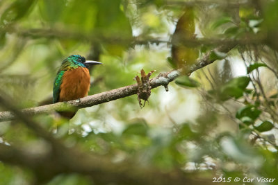 Great-Jacamar.jpg