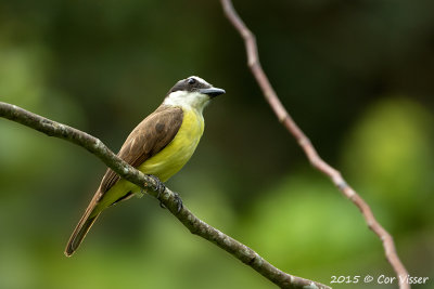 Great-Kiskadee.jpg