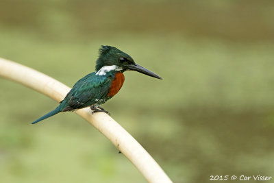 Green-Kingfisher.jpg