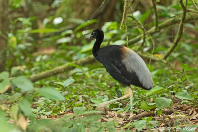 Grey-winged-Trumpeter.jpg