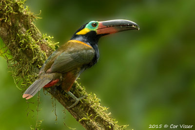 Guianan-Toucanet.jpg