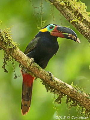 Guianan-Toucanet-1.jpg
