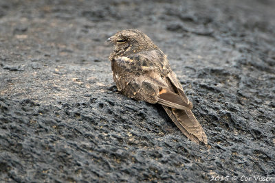 Ladder-tailed-Nightjar.jpg