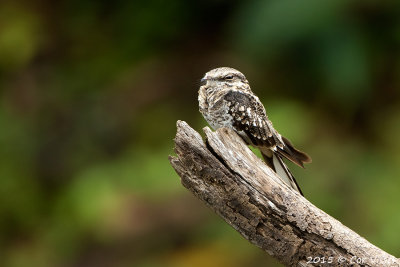 Ladder-tailed-Nightjar-1.jpg