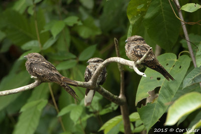 Ladder-tailed-Nightjar-2.jpg