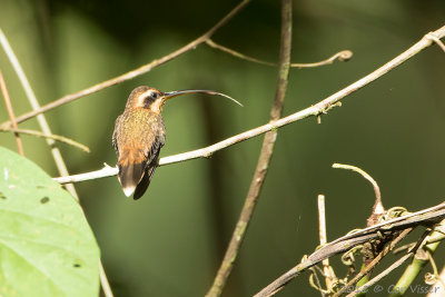 Little-Hermit-2.jpg