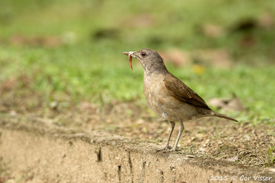 Pale-breasted-Thrush.jpg