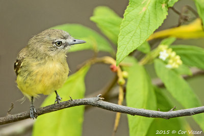 Pale-tipped-Inezia.jpg