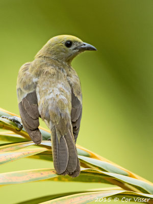 Palm-Tanager.jpg