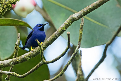 Purple-Honeycreeper.jpg