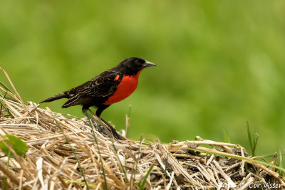 Red-breasted-Blackbird.jpg