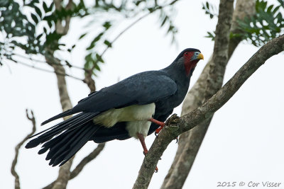Red-throated-Caracara.jpg