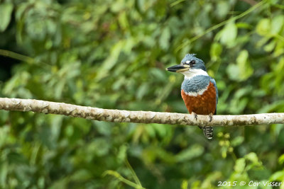 Ringed-Kingfisher.jpg